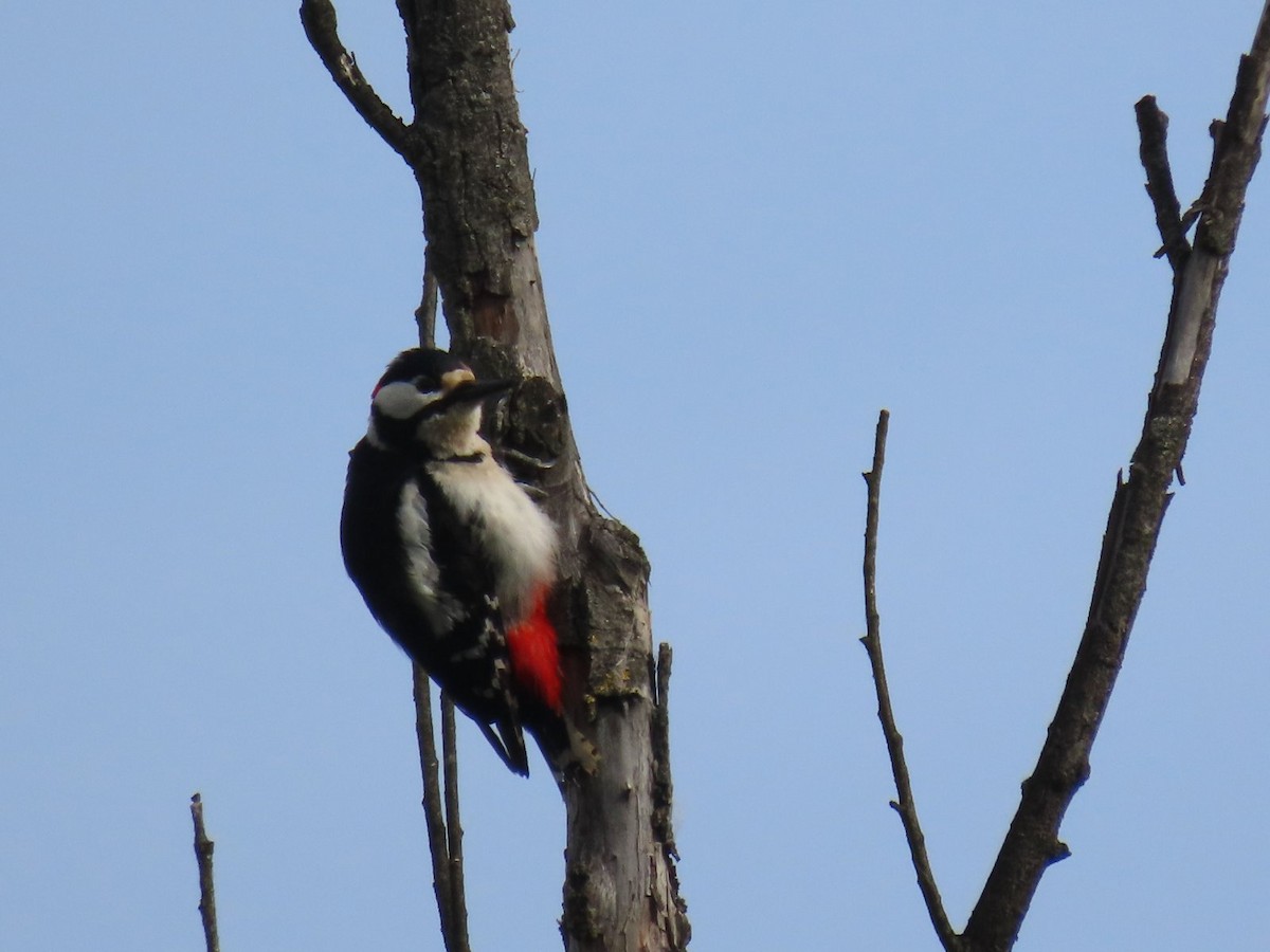 Great Spotted Woodpecker - ML616867603