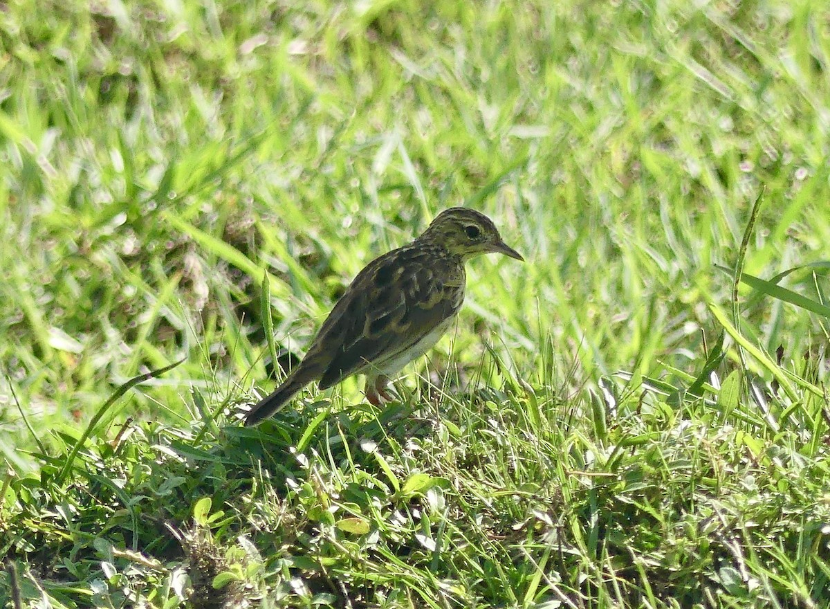 Yellowish Pipit - ML616867620