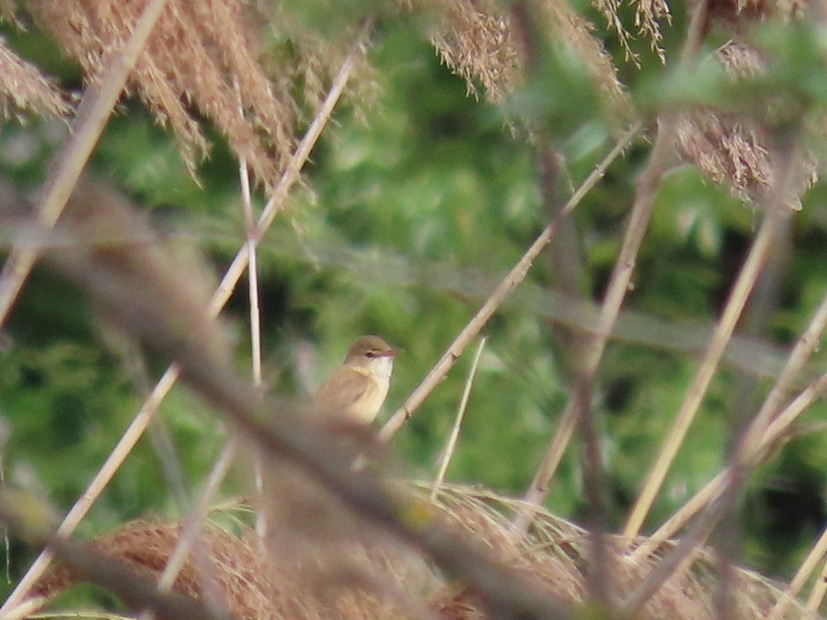 Common Reed Warbler - ML616867644