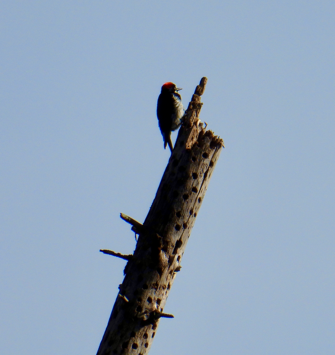 Acorn Woodpecker - ML616867658