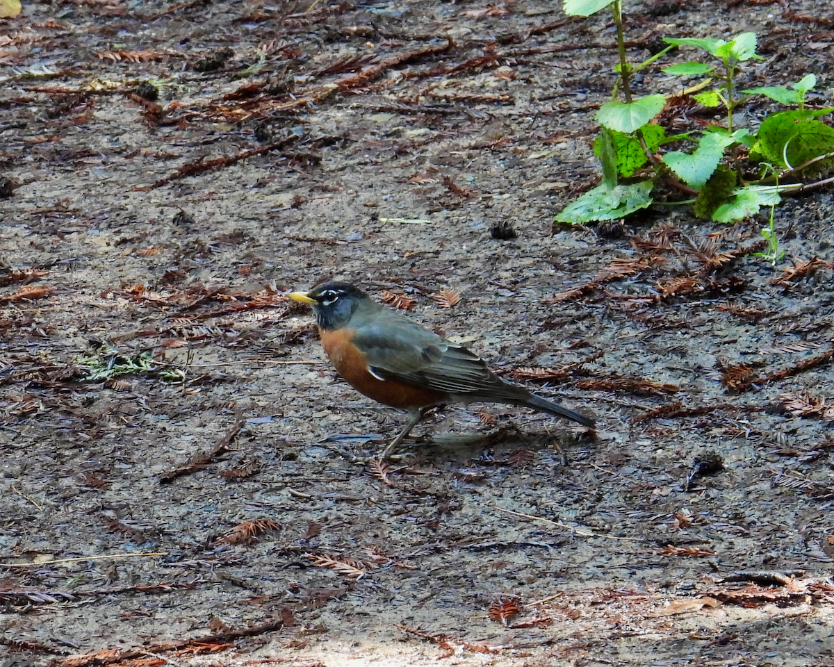 American Robin - ML616867671