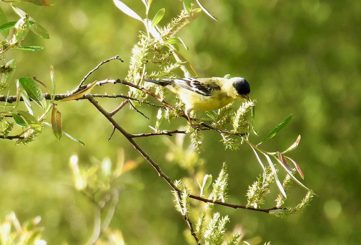 Lesser Goldfinch - ML616867683