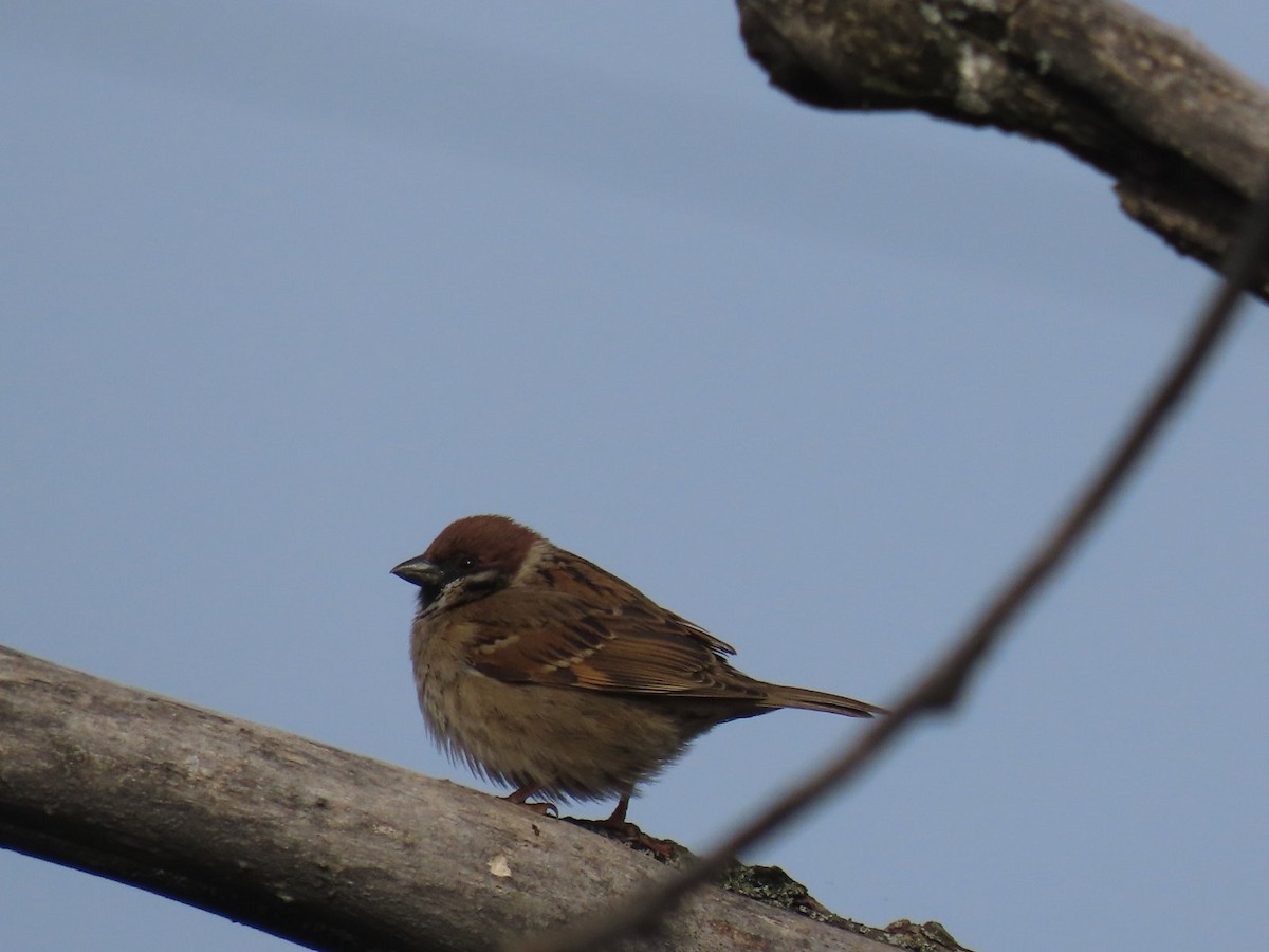 Eurasian Tree Sparrow - ML616867726