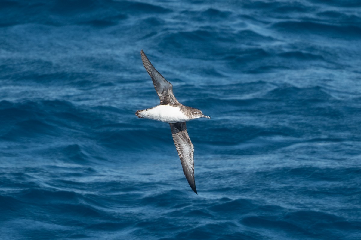 Hutton's Shearwater - David Turgeon