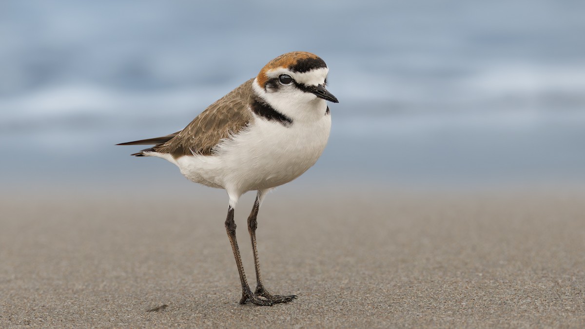 Kentish Plover - ML616867756