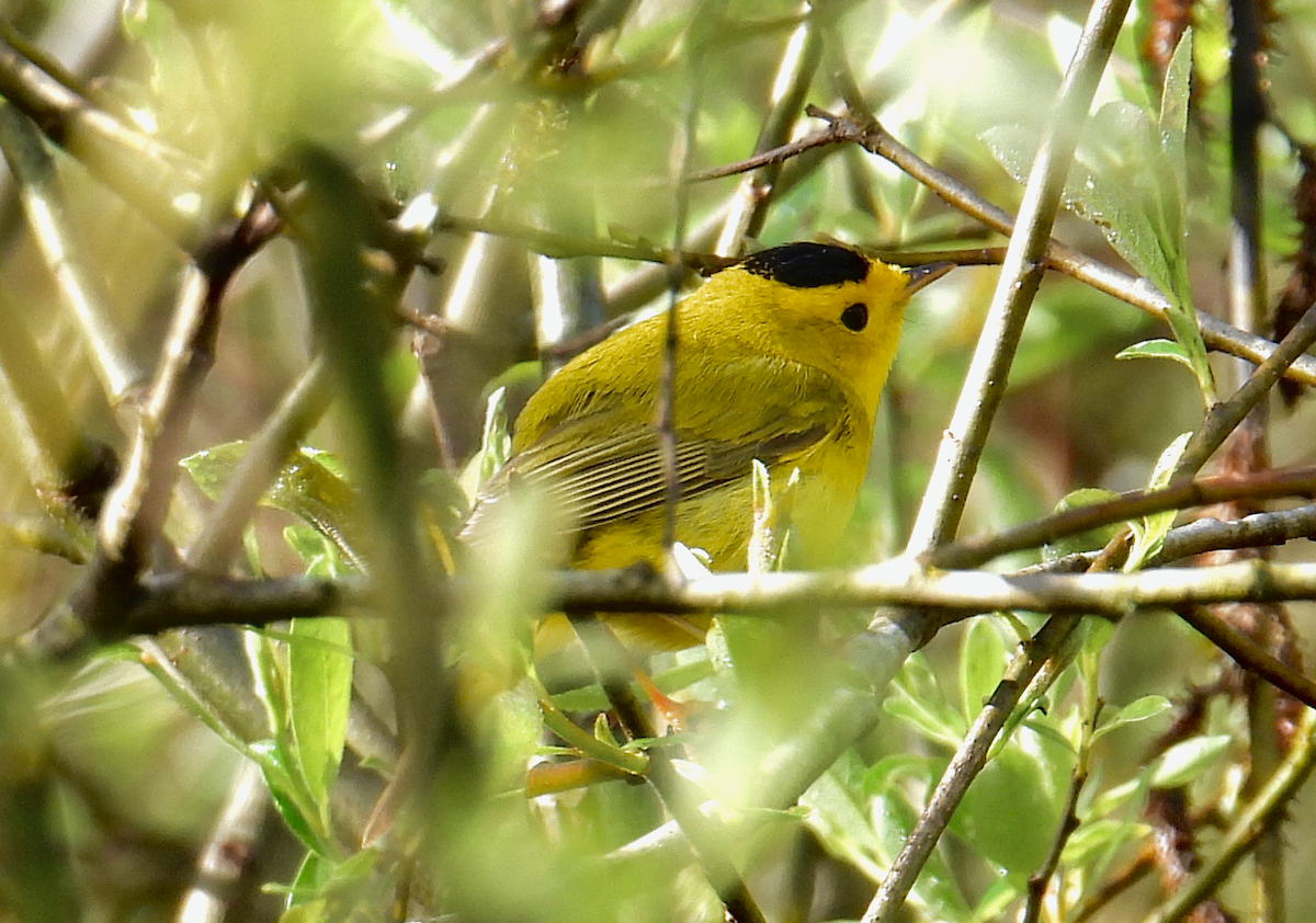 Wilson's Warbler - ML616867770