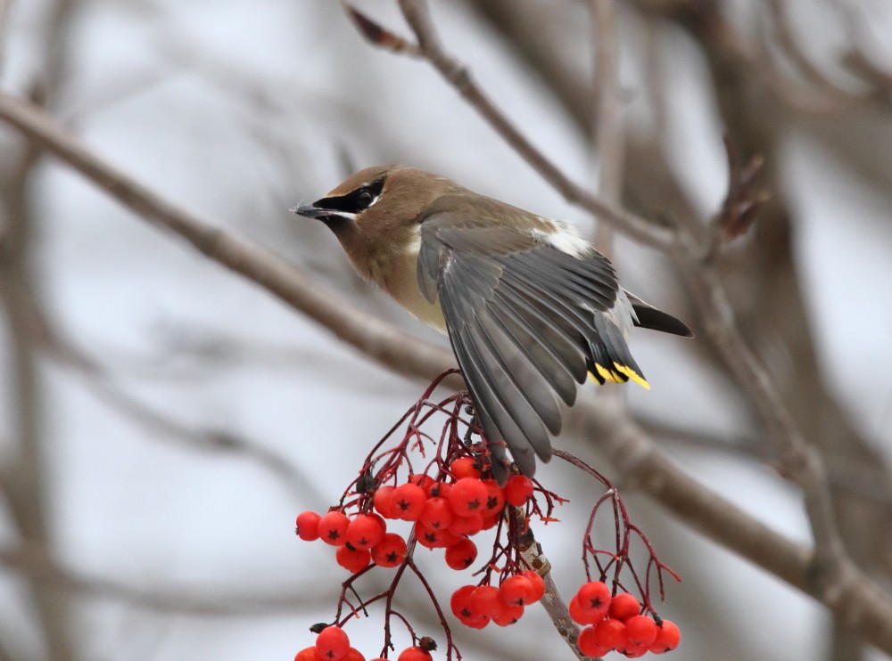 Cedar Waxwing - Josée Rousseau