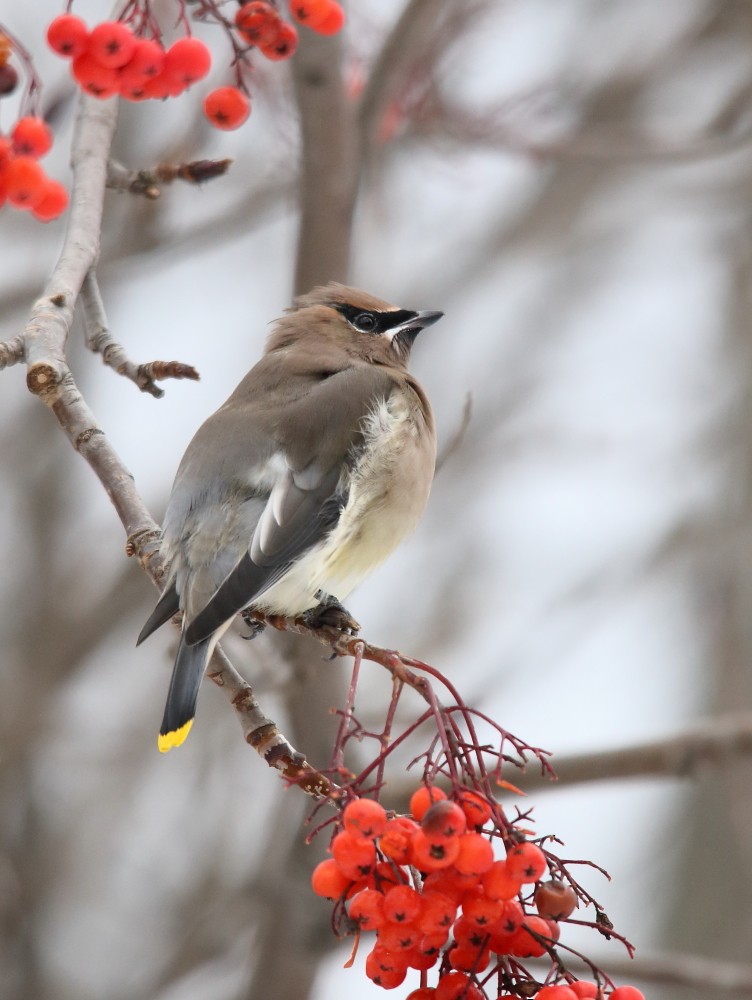 Cedar Waxwing - ML616867862