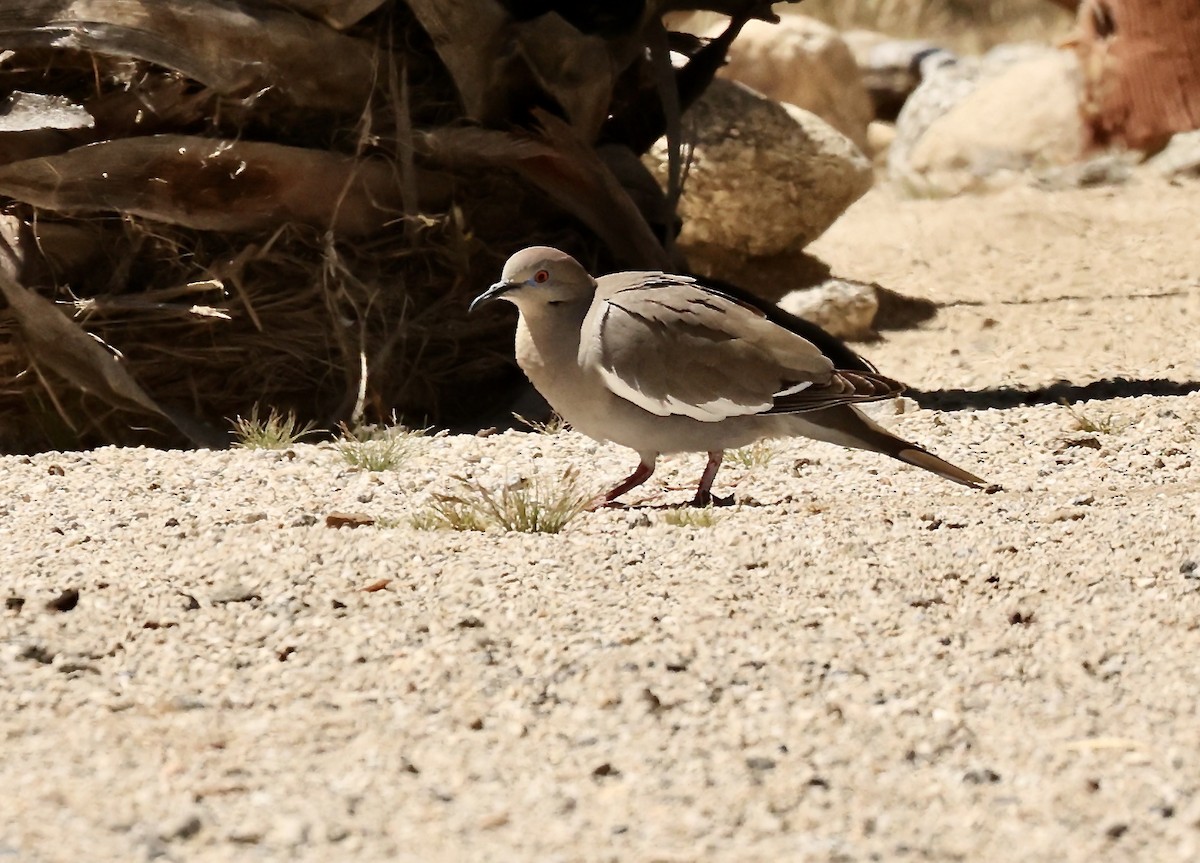 White-winged Dove - ML616867867