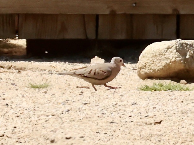 Common Ground Dove - ML616867879