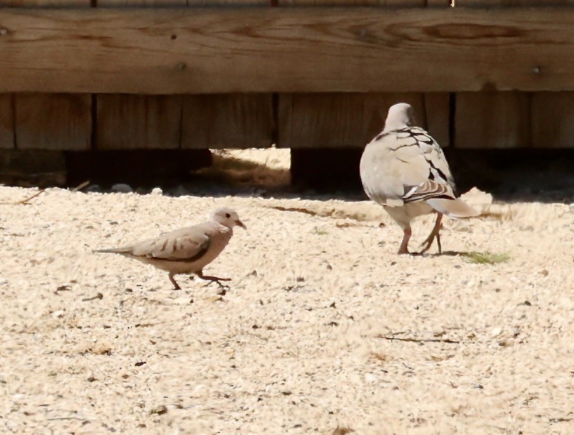 Common Ground Dove - ML616867881
