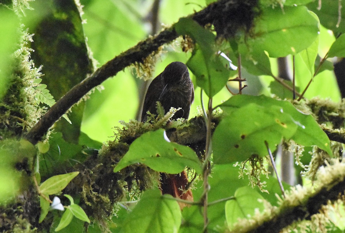 Lineated Foliage-gleaner - Chris Rohrer