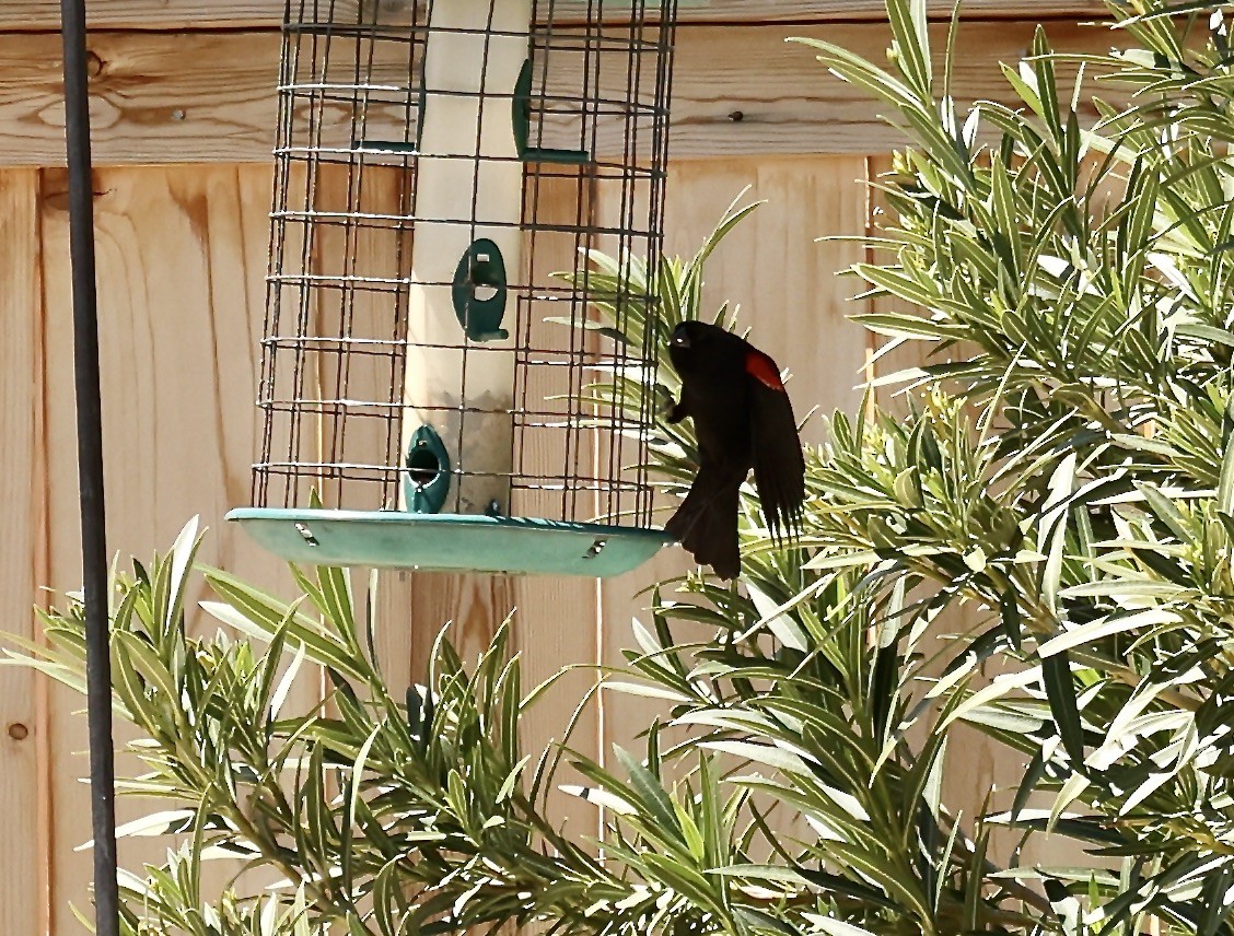 Red-winged Blackbird - ML616867928