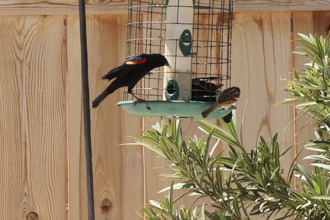 Red-winged Blackbird - ML616867932