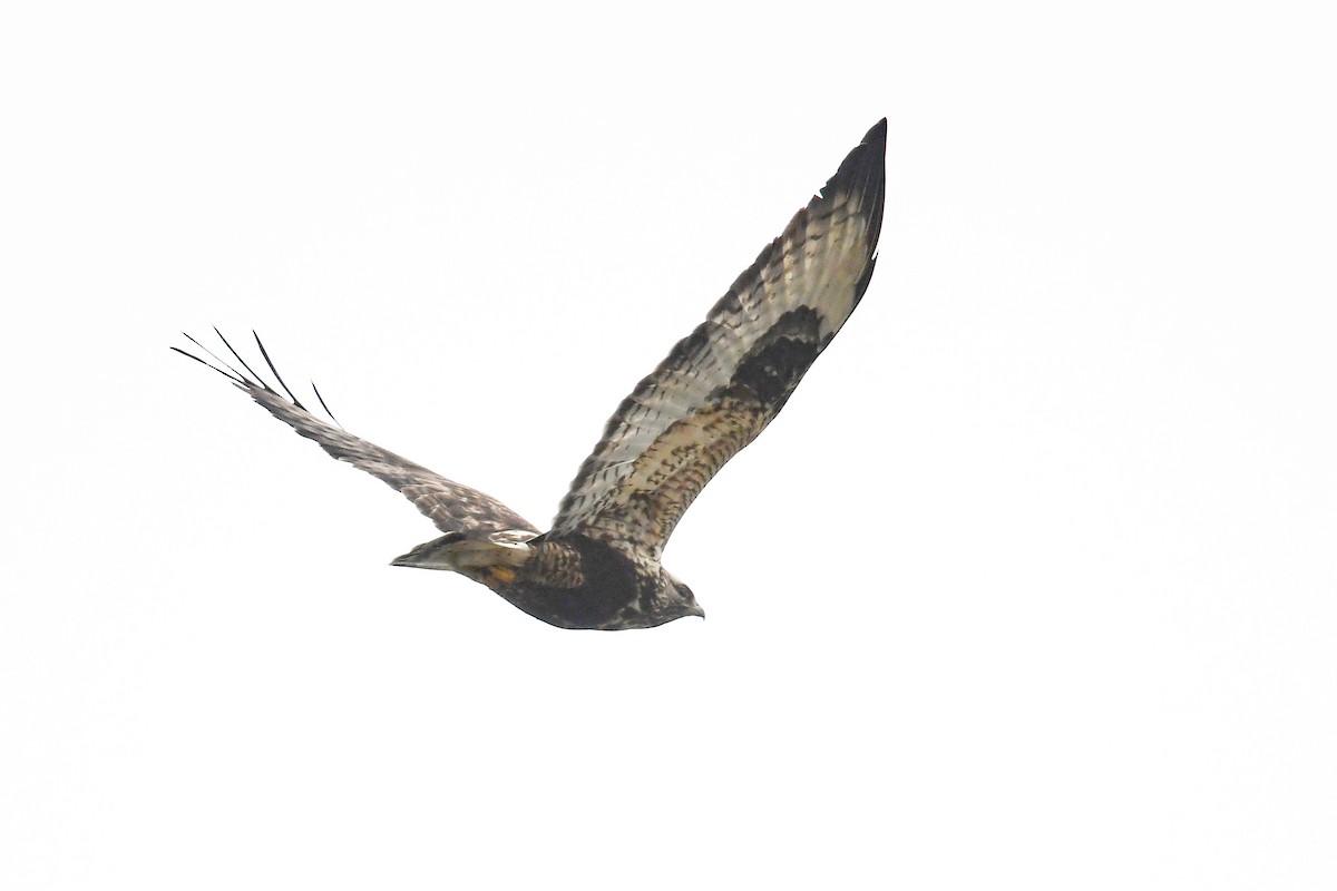 Rough-legged Hawk - Andreas Deissner