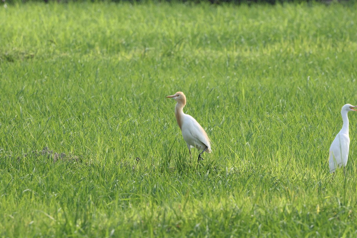 Eastern Cattle Egret - Gabriel Leite