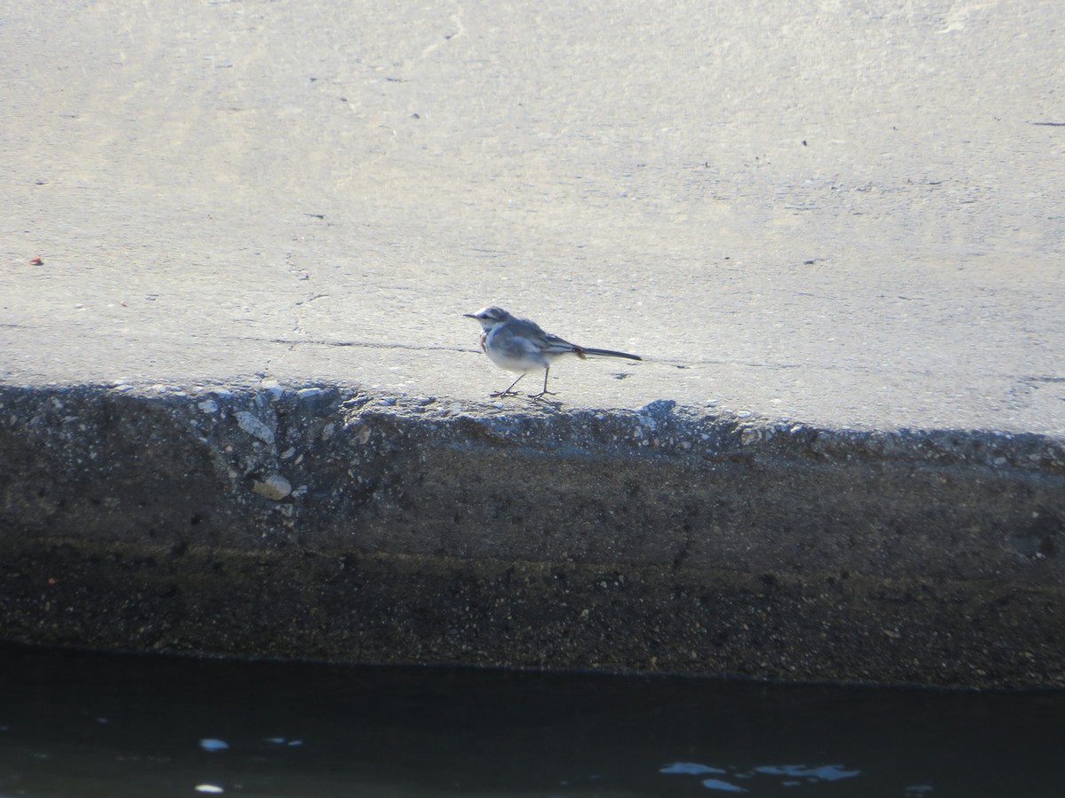 White Wagtail (ocularis) - ML616868023