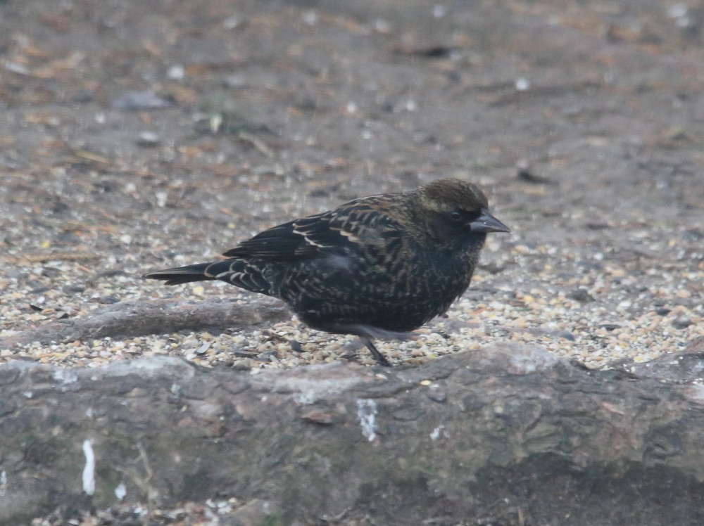 Red-winged Blackbird - ML616868025