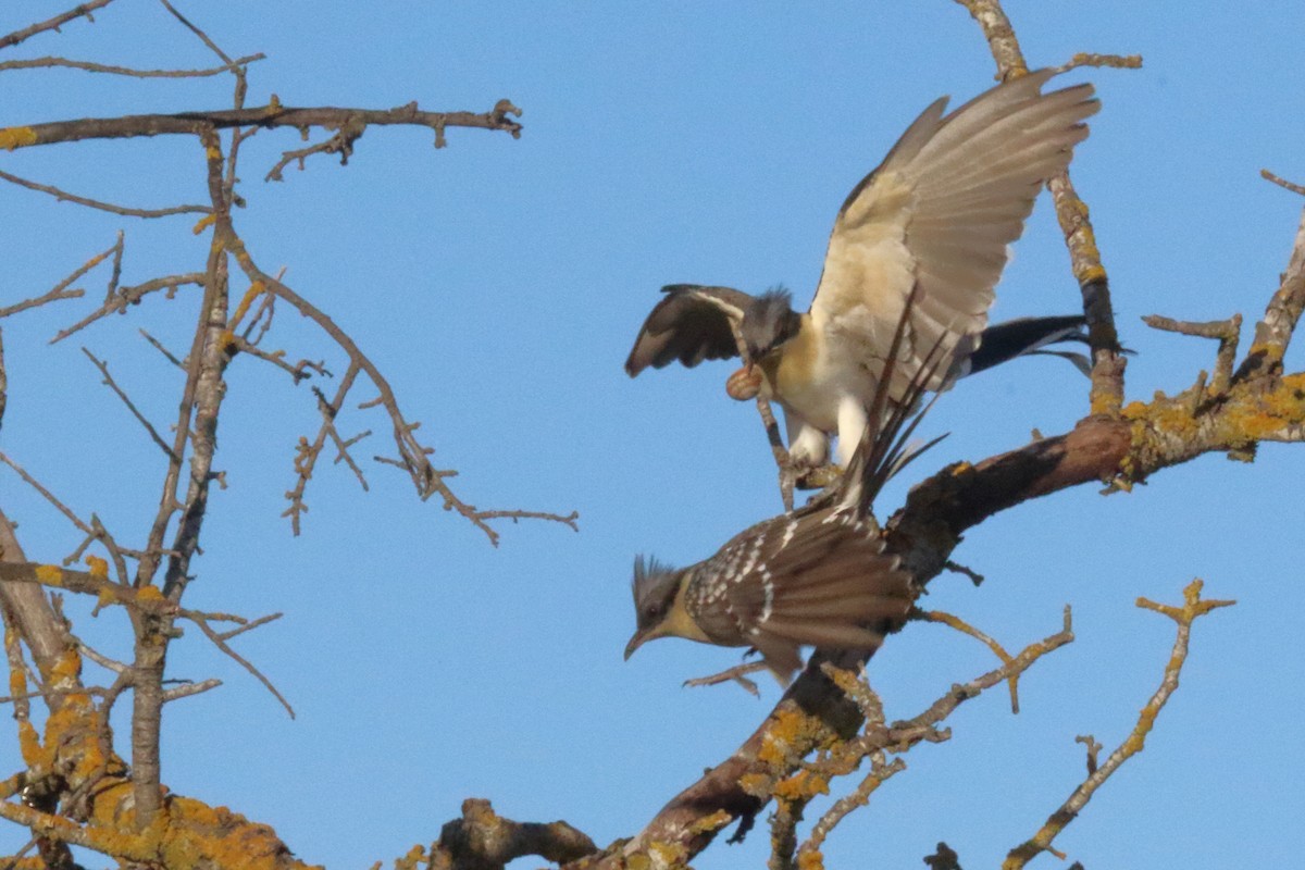 Great Spotted Cuckoo - ML616868032