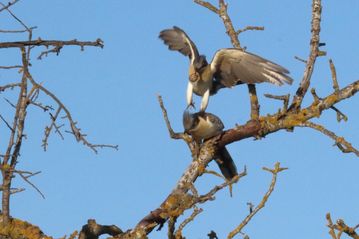 Great Spotted Cuckoo - ML616868033