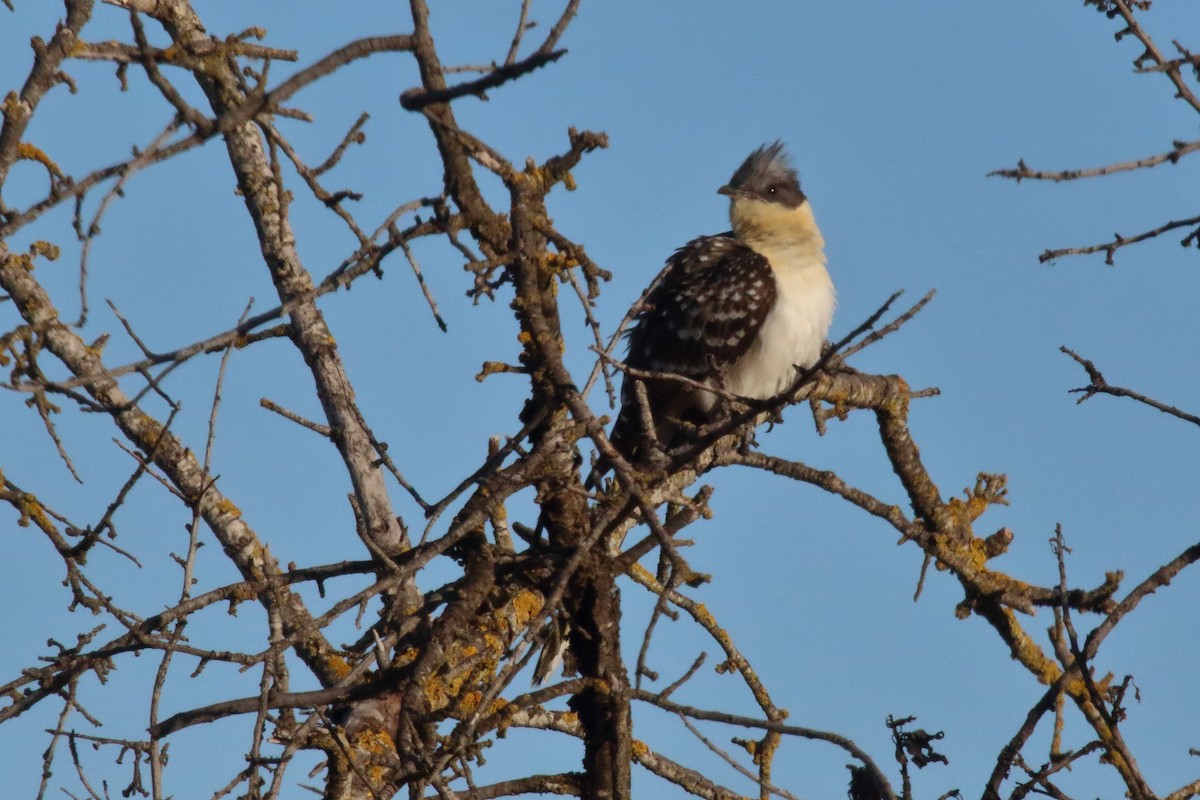 Great Spotted Cuckoo - ML616868035