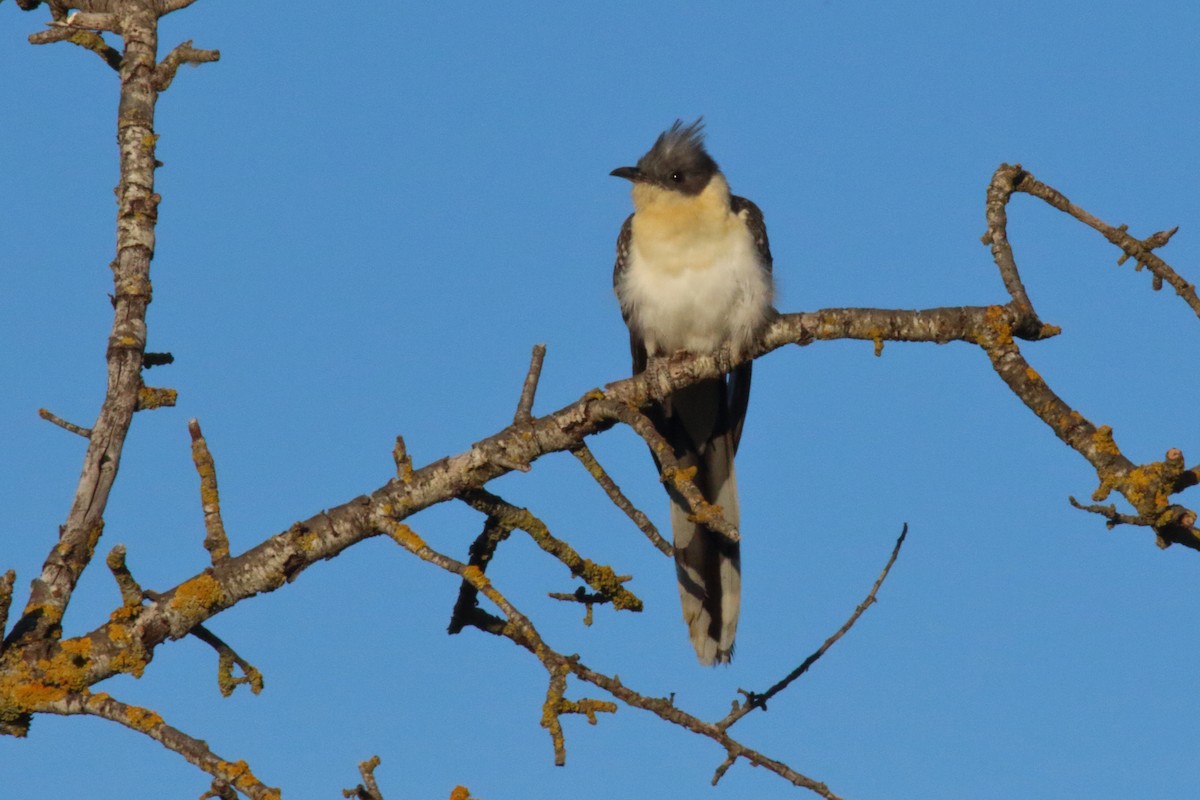 Great Spotted Cuckoo - ML616868036