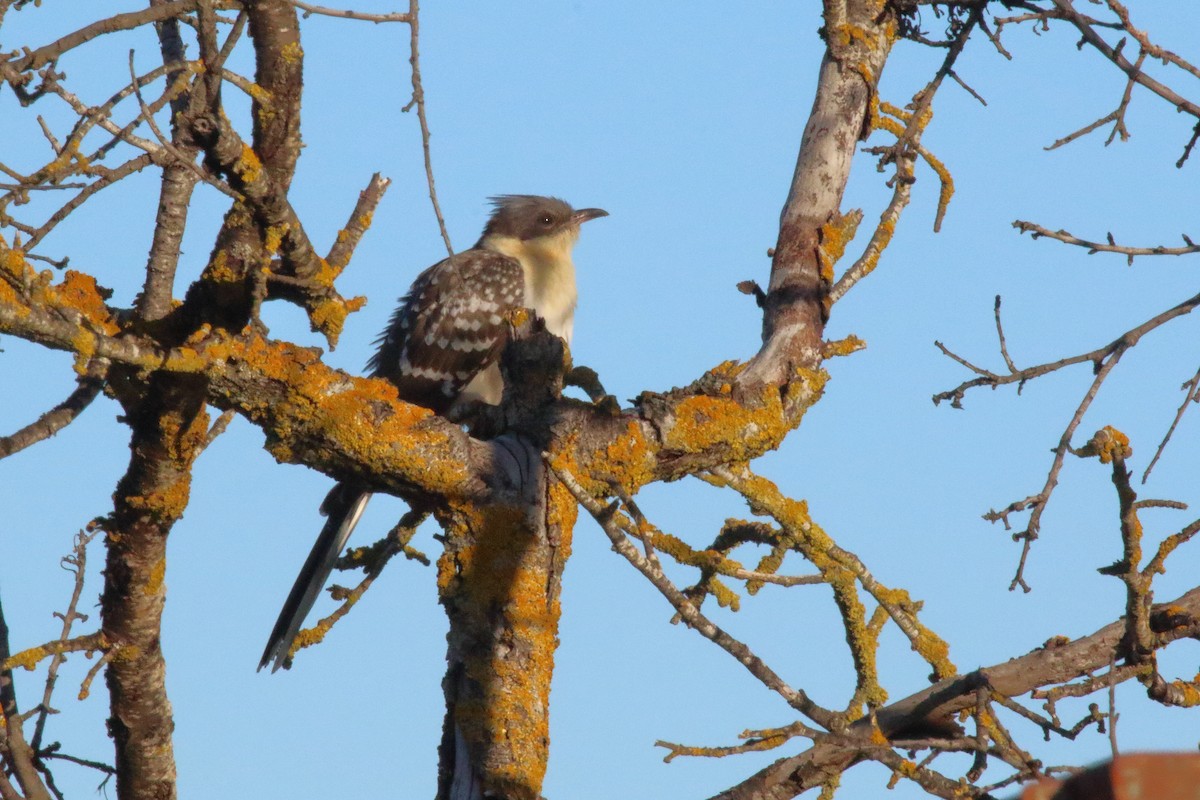 Great Spotted Cuckoo - Juan Carlos Albero