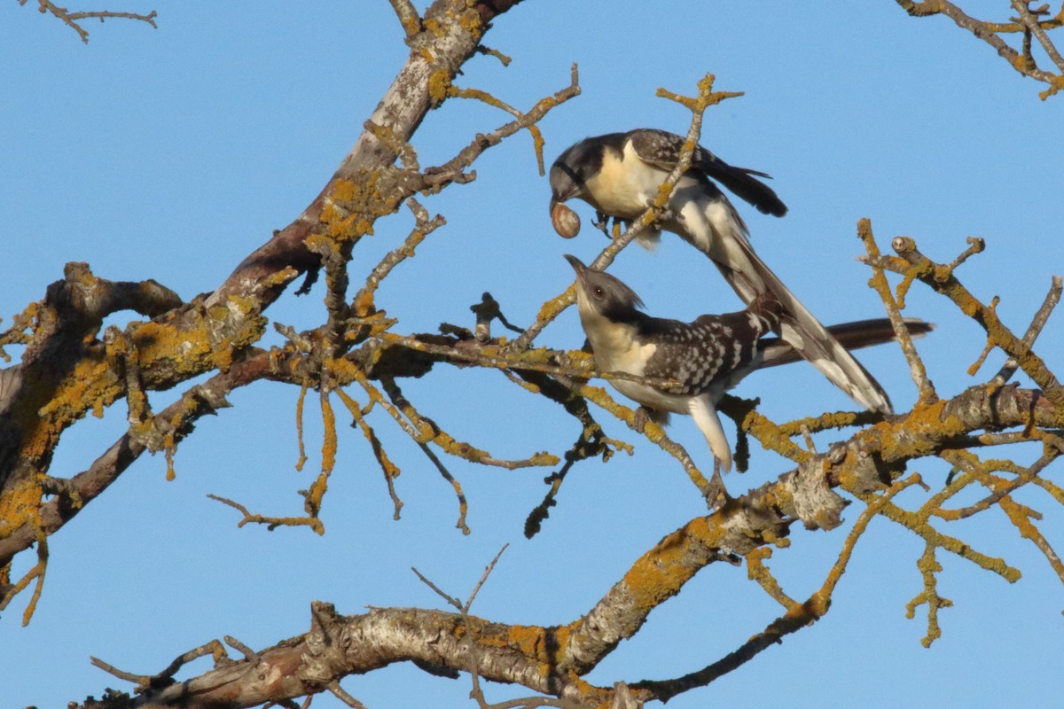 Great Spotted Cuckoo - ML616868040