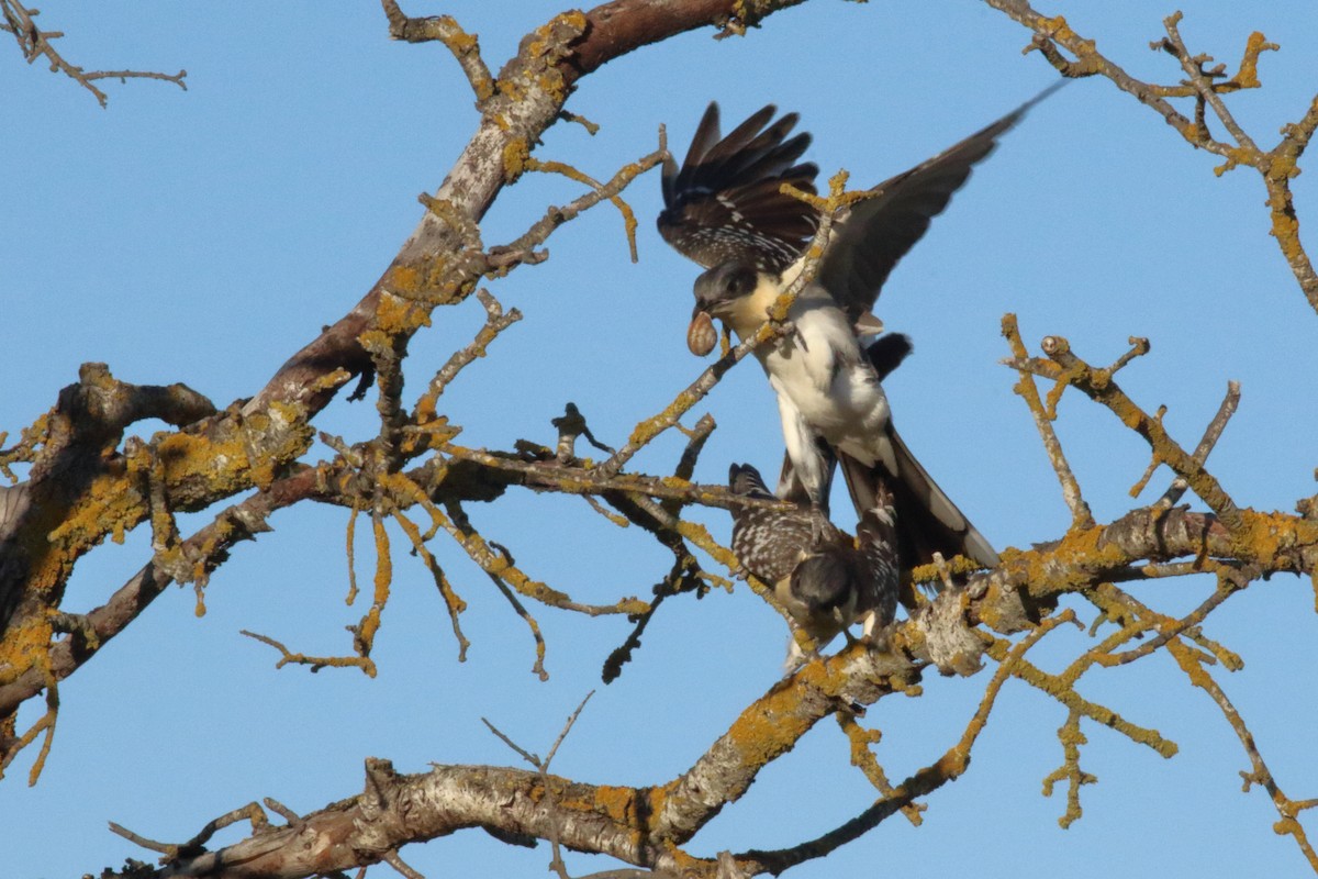 Great Spotted Cuckoo - Juan Carlos Albero