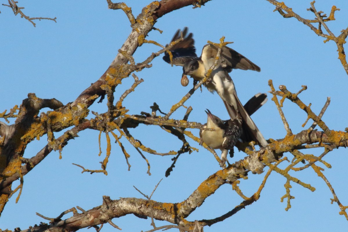 Great Spotted Cuckoo - ML616868046