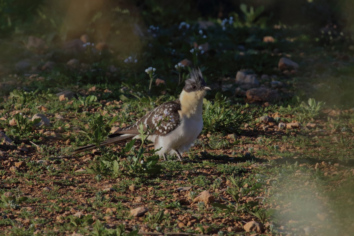 Great Spotted Cuckoo - ML616868047