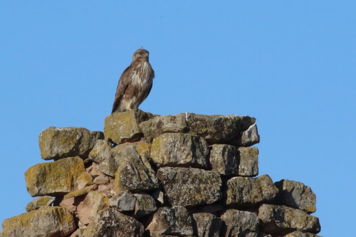 Common Buzzard - ML616868075