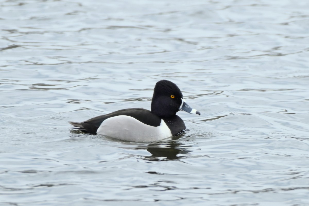 Ring-necked Duck - Kim Jones