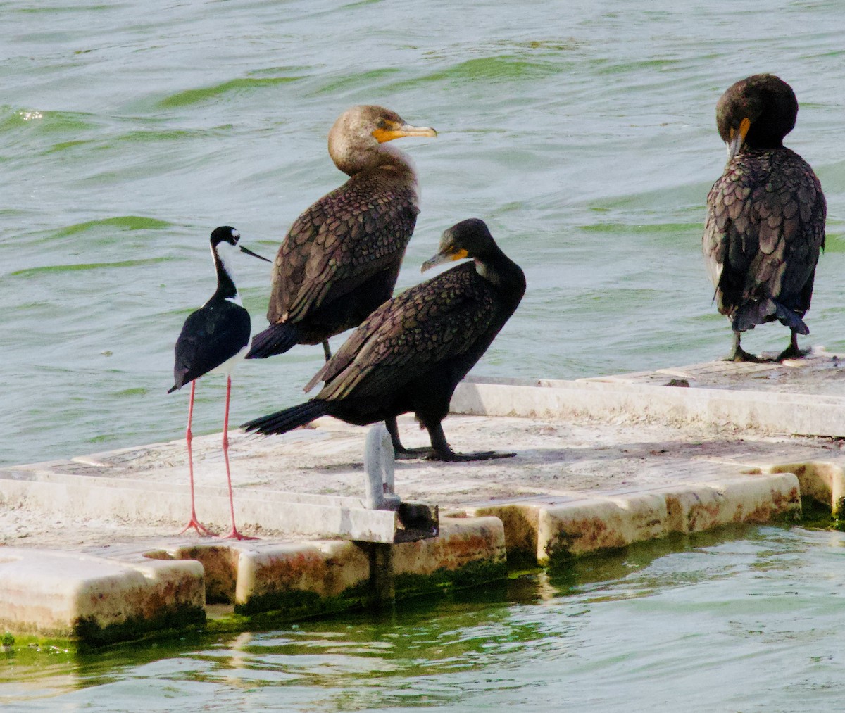 Double-crested Cormorant - ML616868088