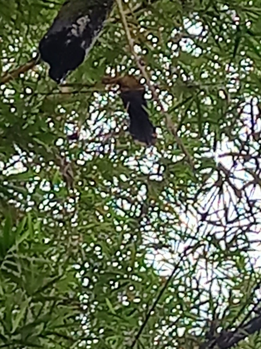 カンムリホウカンチョウ - ML616868094