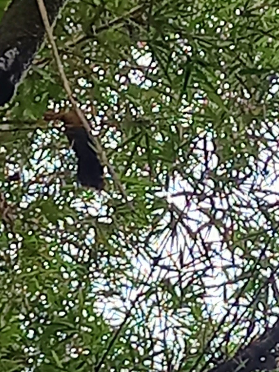 カンムリホウカンチョウ - ML616868095