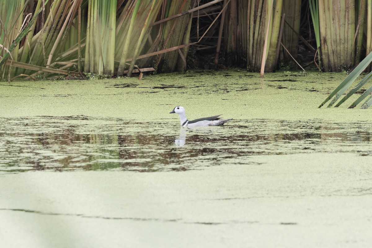 Cotton Pygmy-Goose - ML616868132