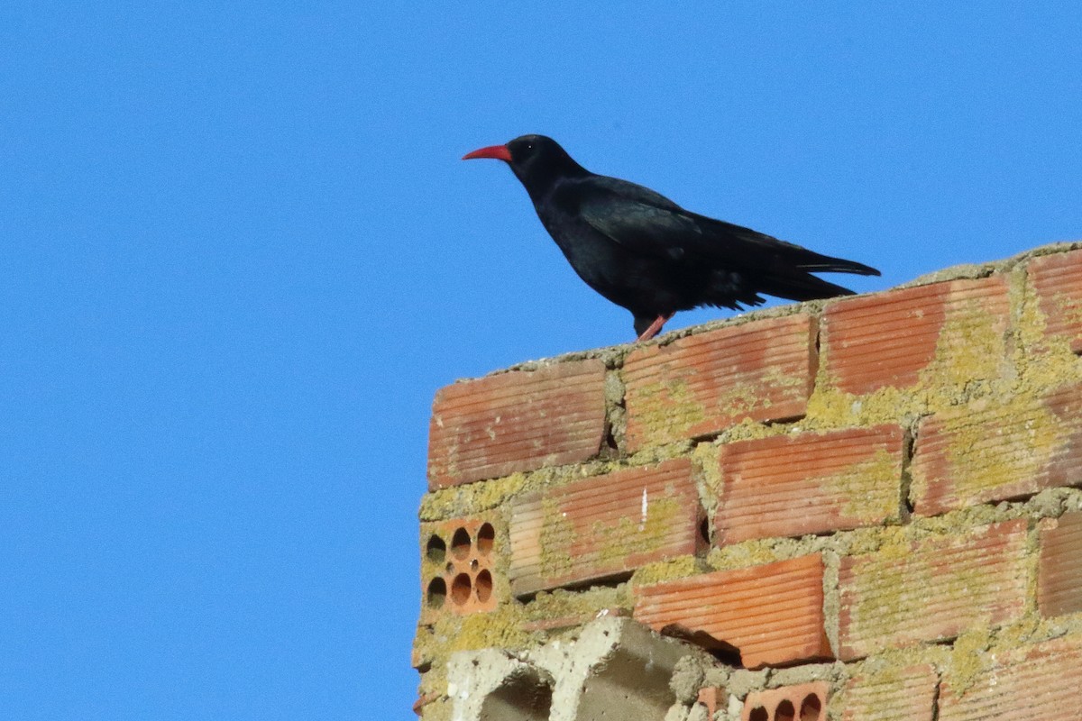 Red-billed Chough - ML616868149