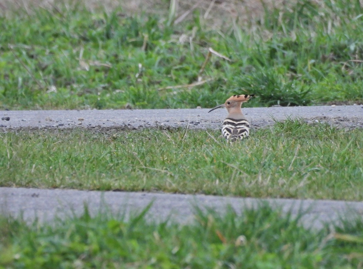 Eurasian Hoopoe - ML616868187