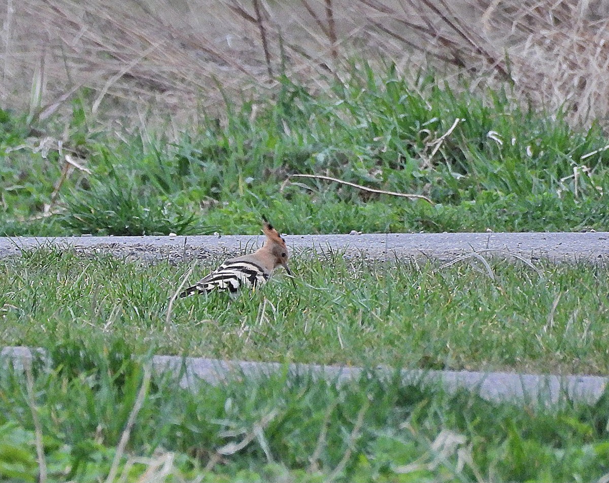 Eurasian Hoopoe - ML616868195