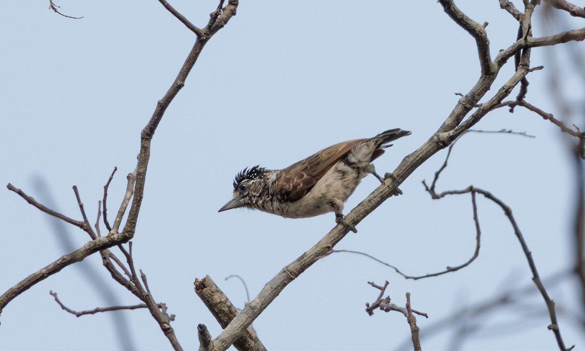 White-bellied Piculet - ML616868213