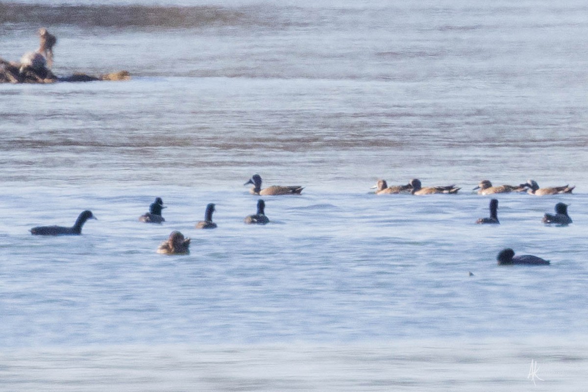 Blue-winged Teal - Andrea Kingsley