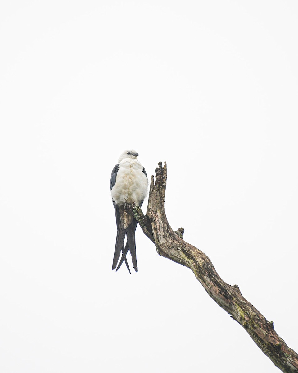 Swallow-tailed Kite - ML616868265