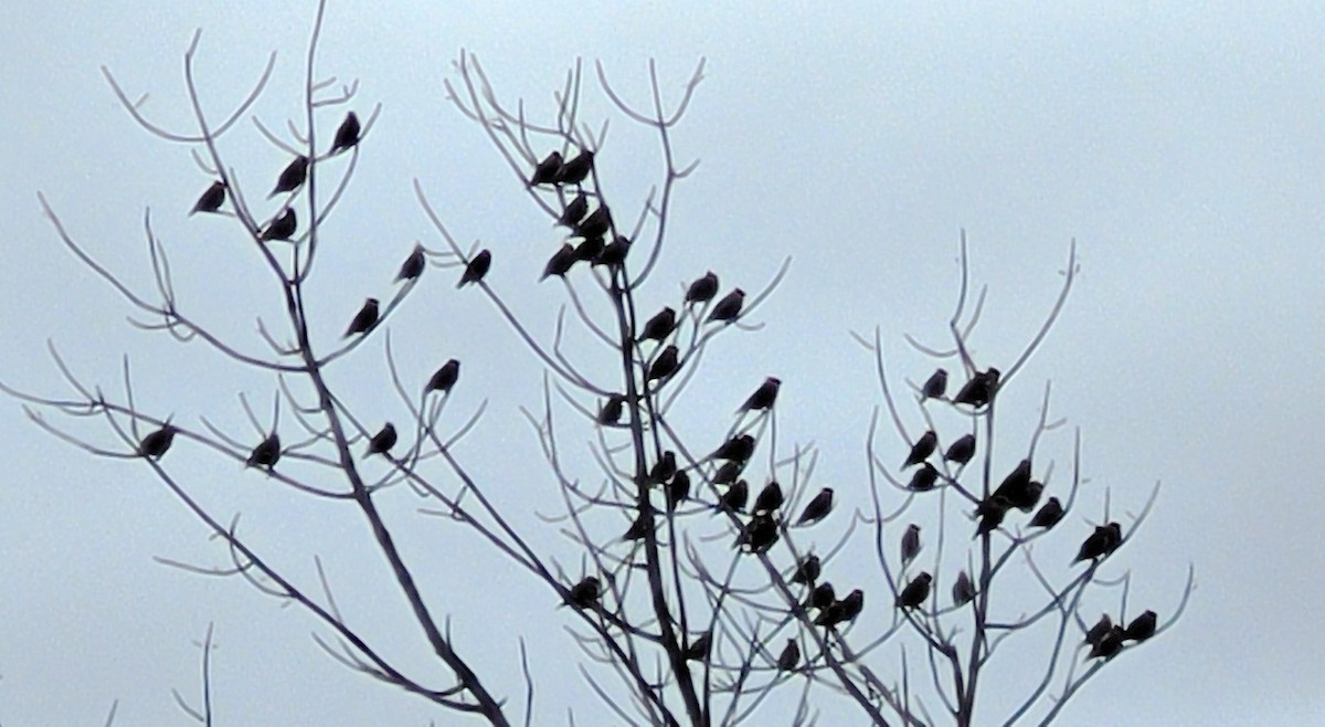 Bohemian/Cedar Waxwing - ML616868306