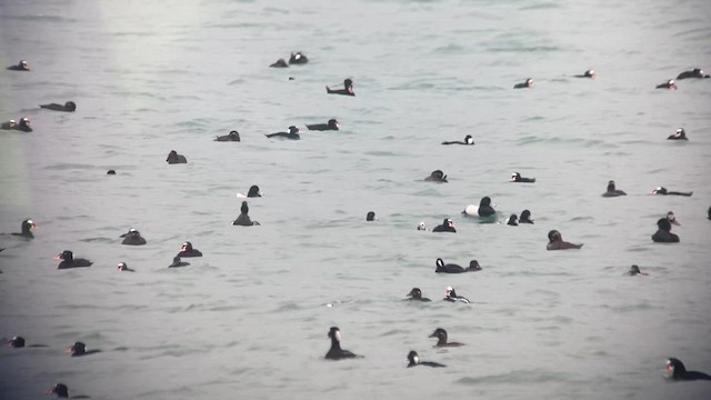 havelle - ML616868355