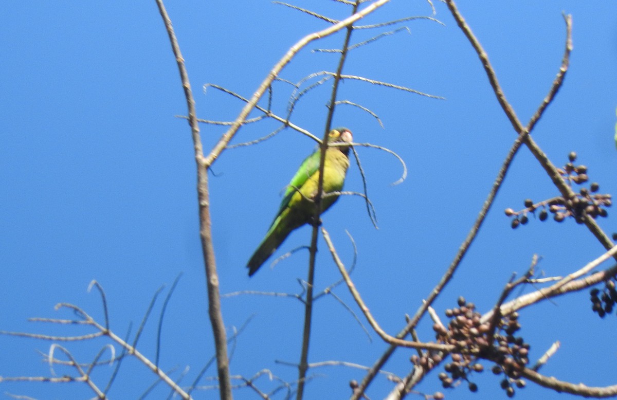 Orange-fronted Parakeet - ML616868391