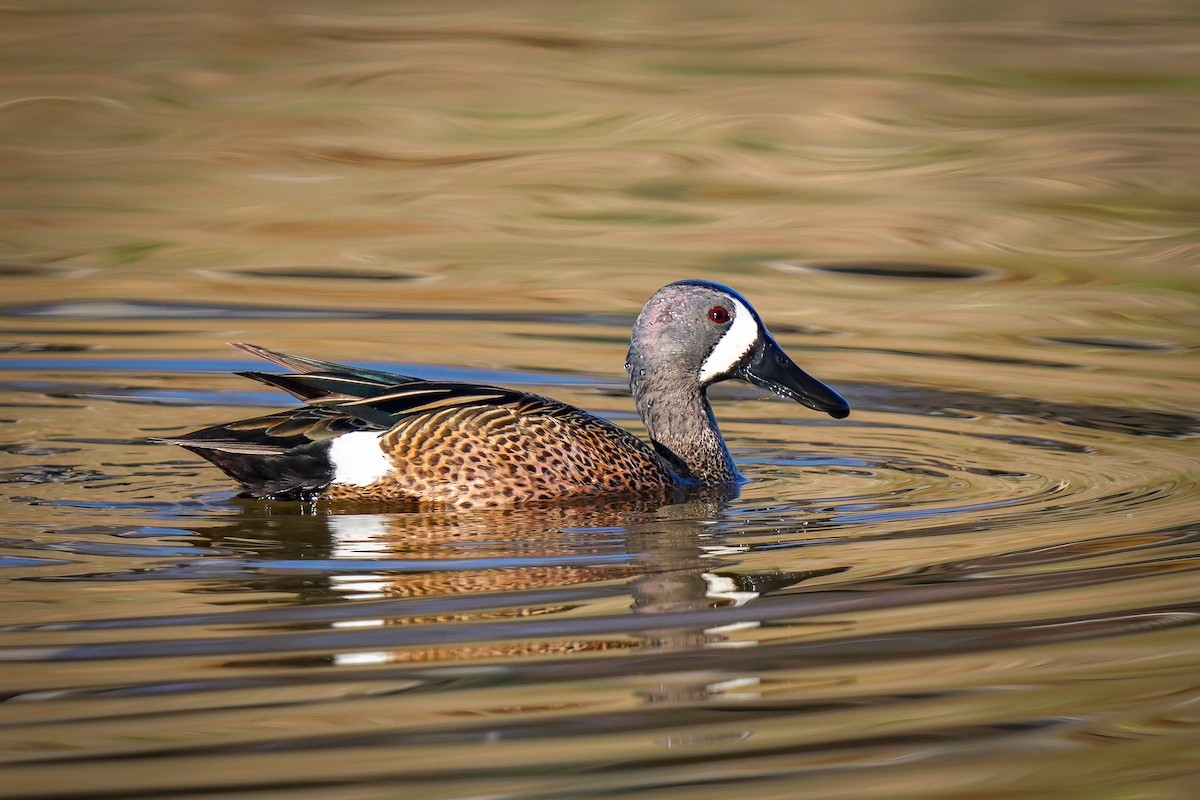 Blue-winged Teal - ML616868394