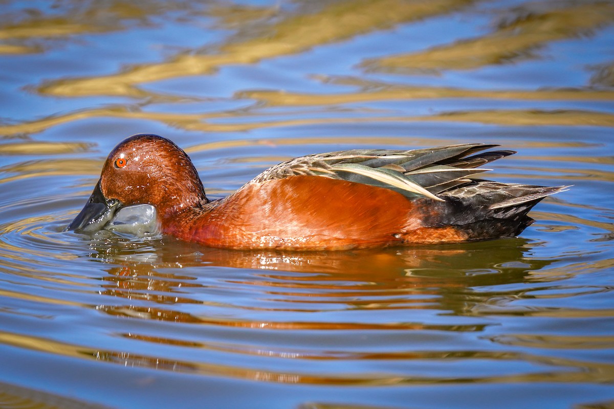 Cinnamon Teal - ML616868410