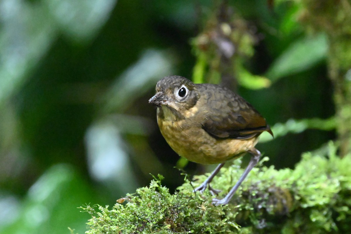 Plain-backed Antpitta - Dan O'Brien