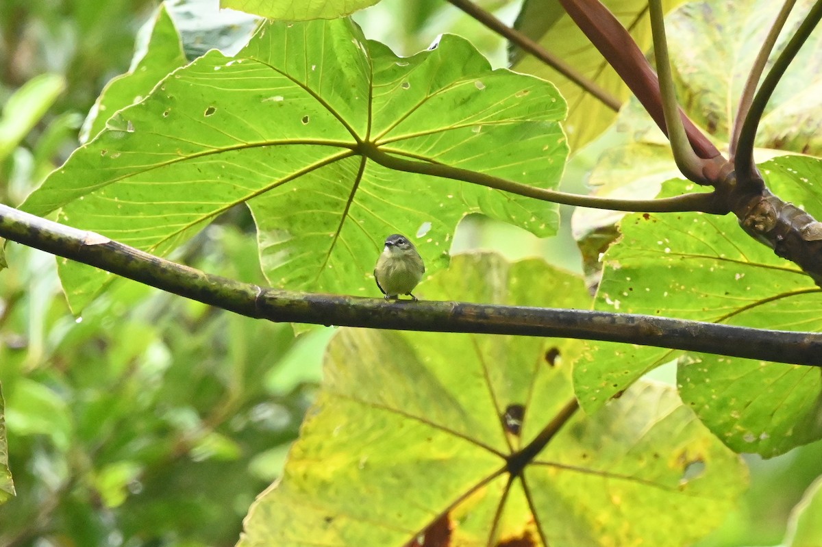 Ecuadorian Tyrannulet - ML616868481